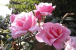 pink roses for friendship